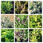 Aromaticas y frutos del bosque