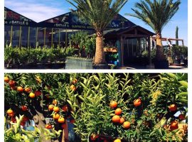 Vivero Vivero con frutales