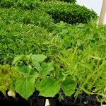 Planta de huerta
