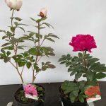 Paeonia lactiflora