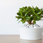 Planta de interior