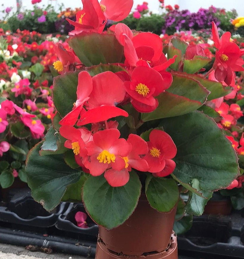 Begonia sempreflora